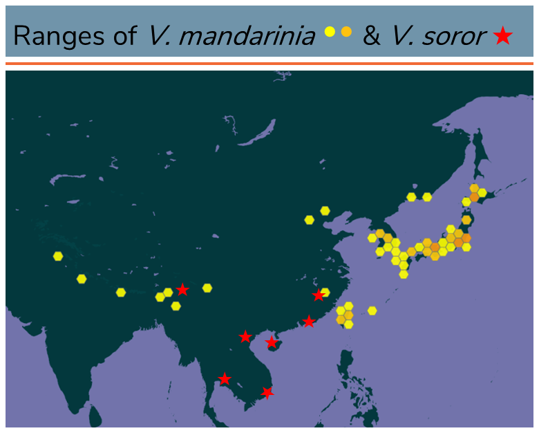 "Vespa mandrainia and Vespa soror range map"