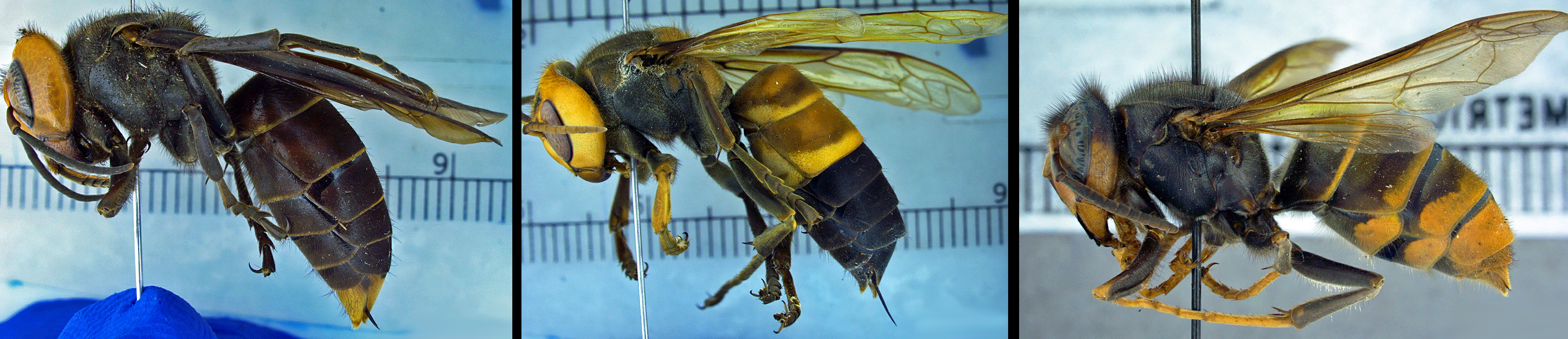 "northern giant hornet (Vespa mandarinia, left), southern giant hornet (Vespa soror, center), and yellow-legged hornet (Vespa velutina, right)"