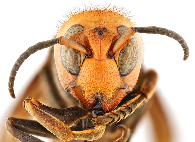 "Northern giant hornet (Vespa mandarinia)"