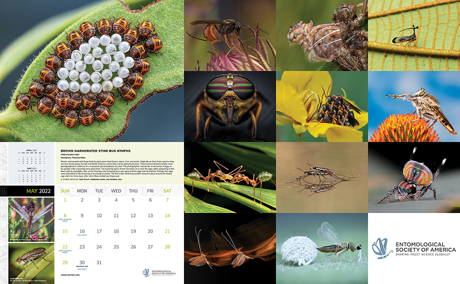 World of Insects Calendar Certification Entomological Society of