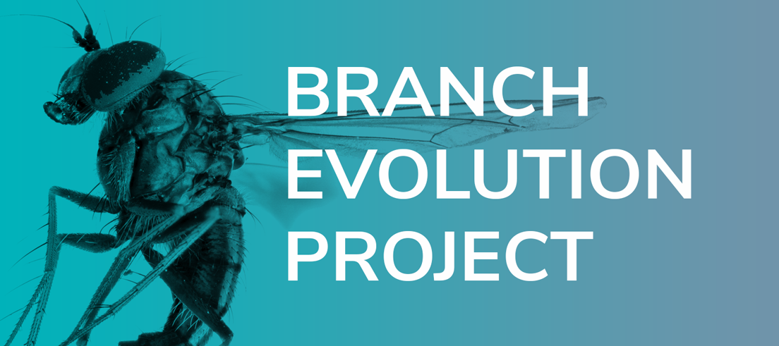 Branch Evolution Project