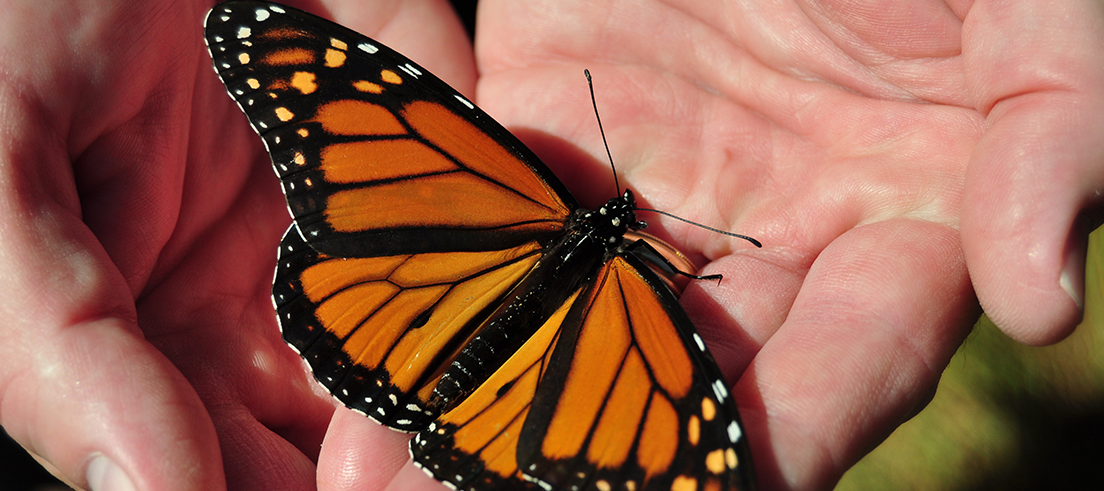 Monarch butterfly in palm of hands