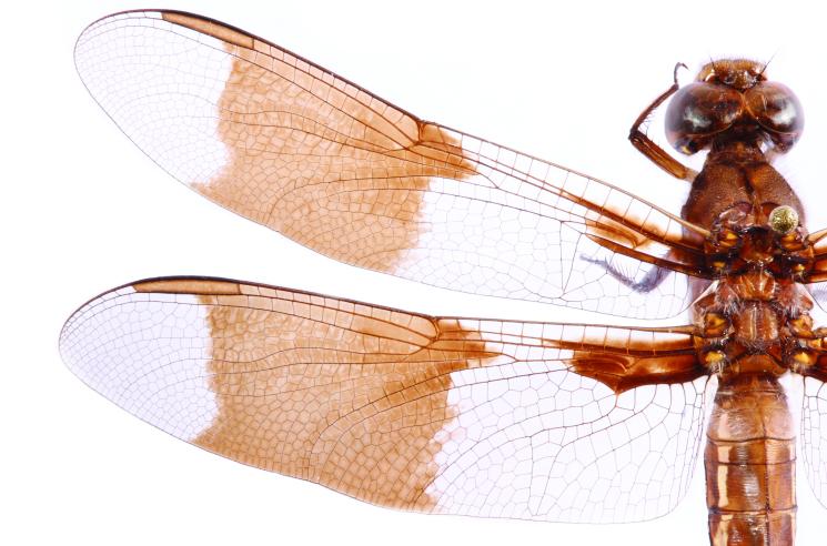 Dragonfly, photo by Christopher Johnson