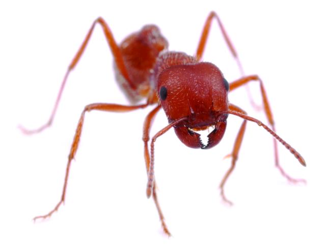 Photo of an ant by Brett Morgan