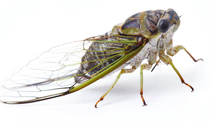 Cicada, photo by Alejandro Santillana