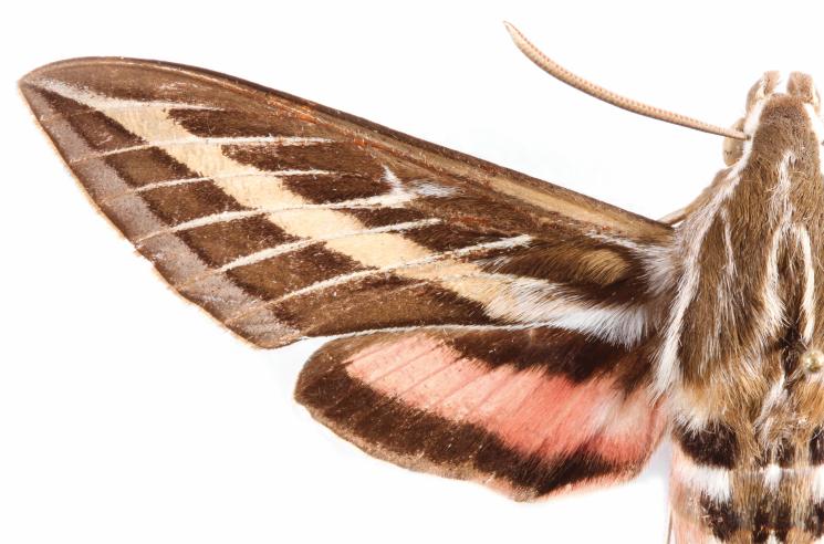 Moth, photo by Christopher Johnson
