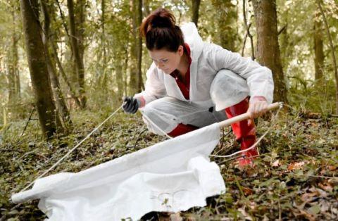 An entomologist performs a "tick drag" 