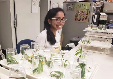 An entomologist studies caterpillars in the lab