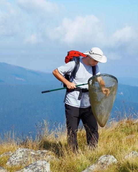 Scientist on a mountain with an insect net