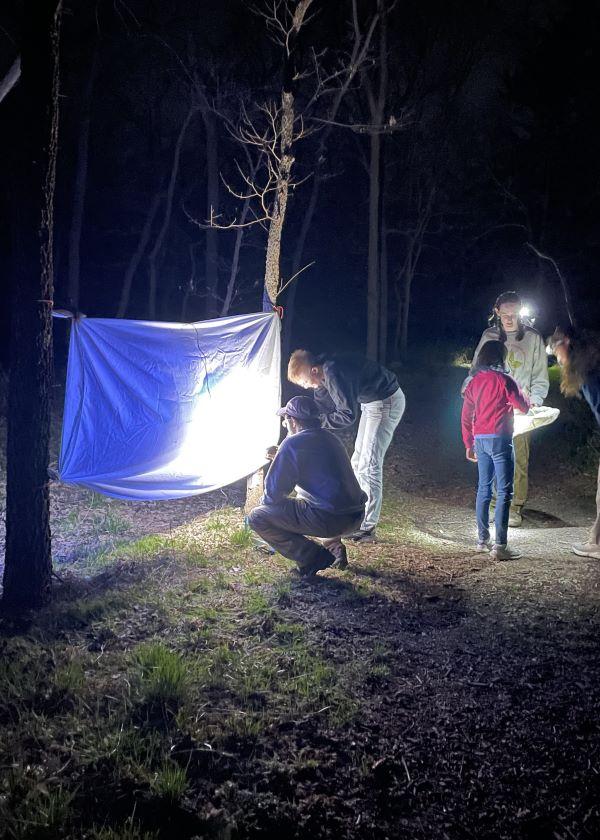 Insect Collecting at the 2025 North Central Branch Meeting
